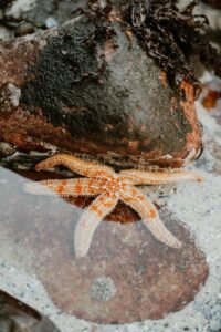 pexels-taryn-elliott-9613659 starfish