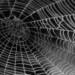 cobweb-921039_1280