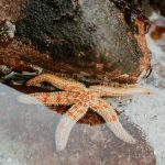 pexels-taryn-elliott-9613659 starfish