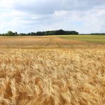 wheat field